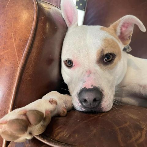 Julien, an adoptable Pit Bull Terrier in Spring Hill, KS, 66083 | Photo Image 2