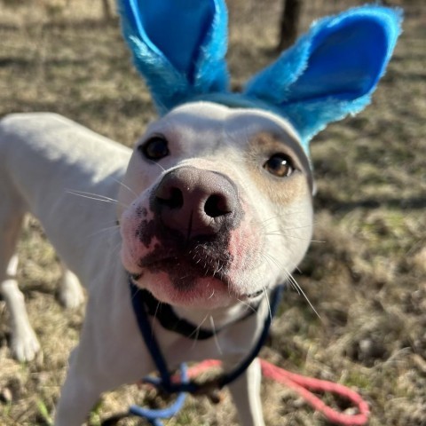 Julien, an adoptable Pit Bull Terrier in Spring Hill, KS, 66083 | Photo Image 2