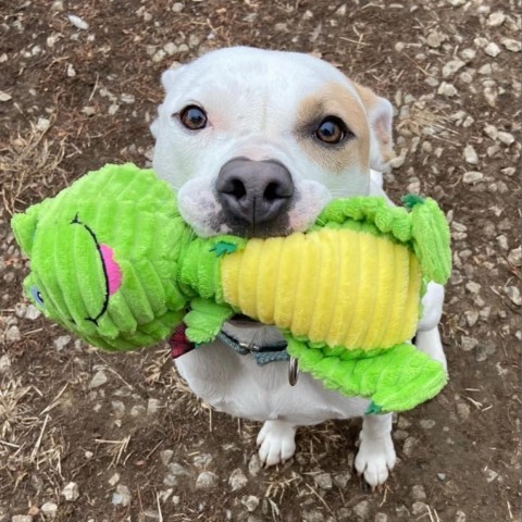 Julien, an adoptable Pit Bull Terrier in Spring Hill, KS, 66083 | Photo Image 2