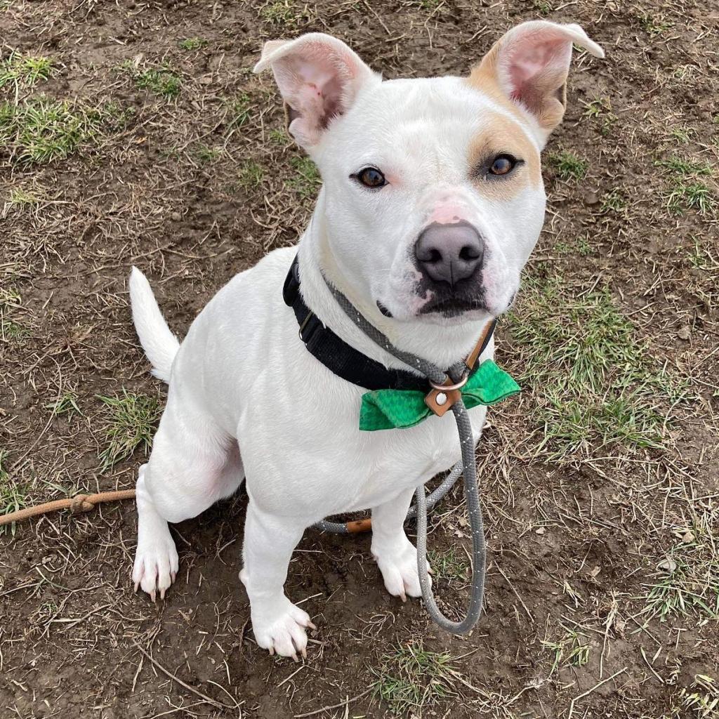 Julien, an adoptable Pit Bull Terrier in Spring Hill, KS, 66083 | Photo Image 2