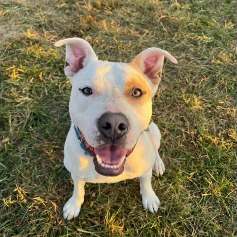 Julien, an adoptable Pit Bull Terrier in Spring Hill, KS, 66083 | Photo Image 3