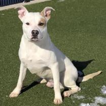 Julien, an adoptable Pit Bull Terrier in Spring Hill, KS, 66083 | Photo Image 3