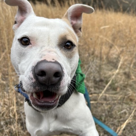 Julien, an adoptable Pit Bull Terrier in Spring Hill, KS, 66083 | Photo Image 3