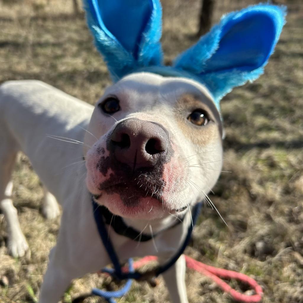 Julien, an adoptable Pit Bull Terrier in Spring Hill, KS, 66083 | Photo Image 3