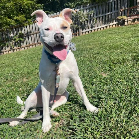 Julien, an adoptable Pit Bull Terrier in Spring Hill, KS, 66083 | Photo Image 4