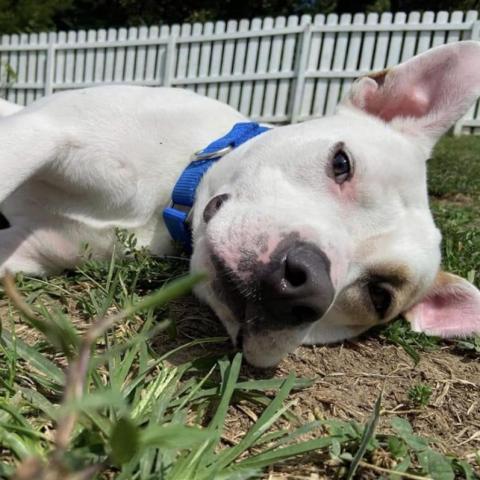 Julien, an adoptable Pit Bull Terrier in Spring Hill, KS, 66083 | Photo Image 4