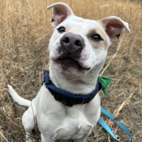 Julien, an adoptable Pit Bull Terrier in Spring Hill, KS, 66083 | Photo Image 4