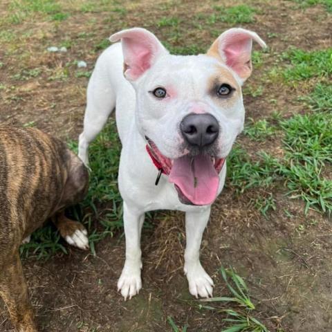 Julien, an adoptable Pit Bull Terrier in Spring Hill, KS, 66083 | Photo Image 5