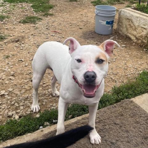 Julien, an adoptable Pit Bull Terrier in Spring Hill, KS, 66083 | Photo Image 5