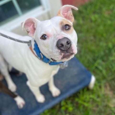 Julien, an adoptable Pit Bull Terrier in Spring Hill, KS, 66083 | Photo Image 6