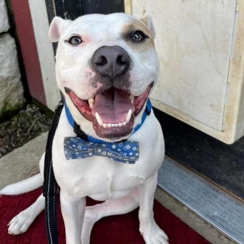 Julien, an adoptable Pit Bull Terrier in Spring Hill, KS, 66083 | Photo Image 6