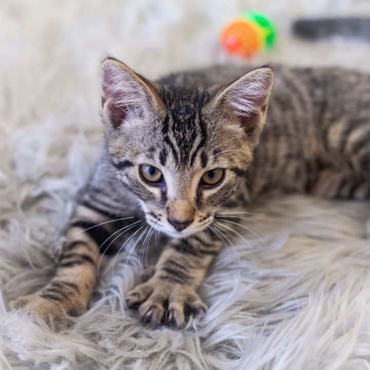 Paine, an adopted Tabby & Domestic Short Hair Mix in Ponte Vedra, FL_image-1