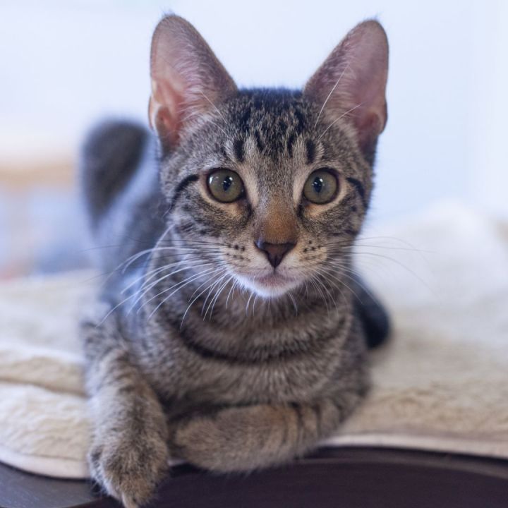 Paine, an adopted Tabby & Domestic Short Hair Mix in Ponte Vedra, FL_image-3