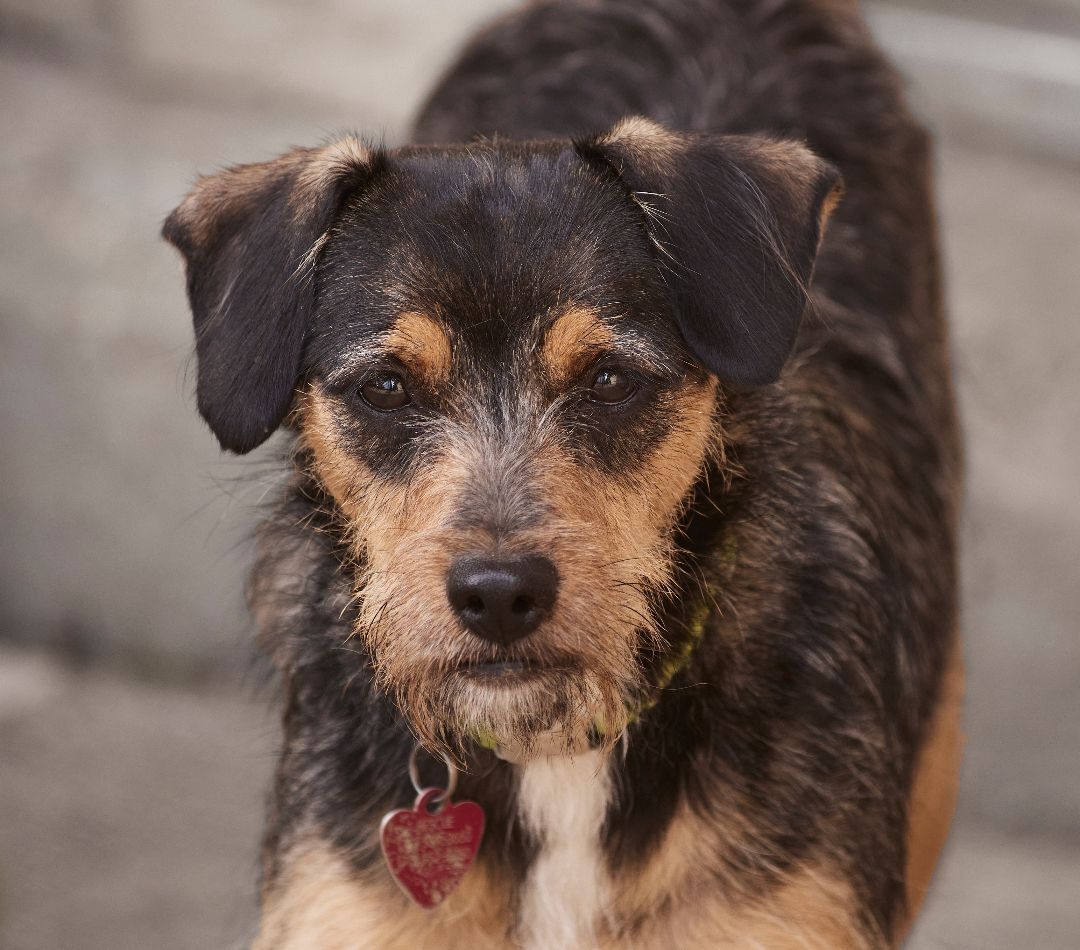 Wire haired discount yorkshire terrier