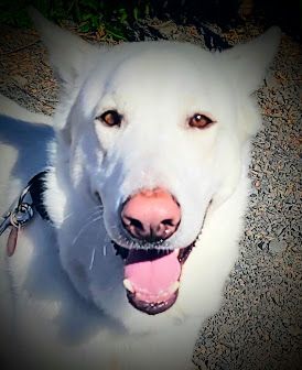 POWDER, an adoptable German Shepherd Dog in Yakima, WA, 98908 | Photo Image 1