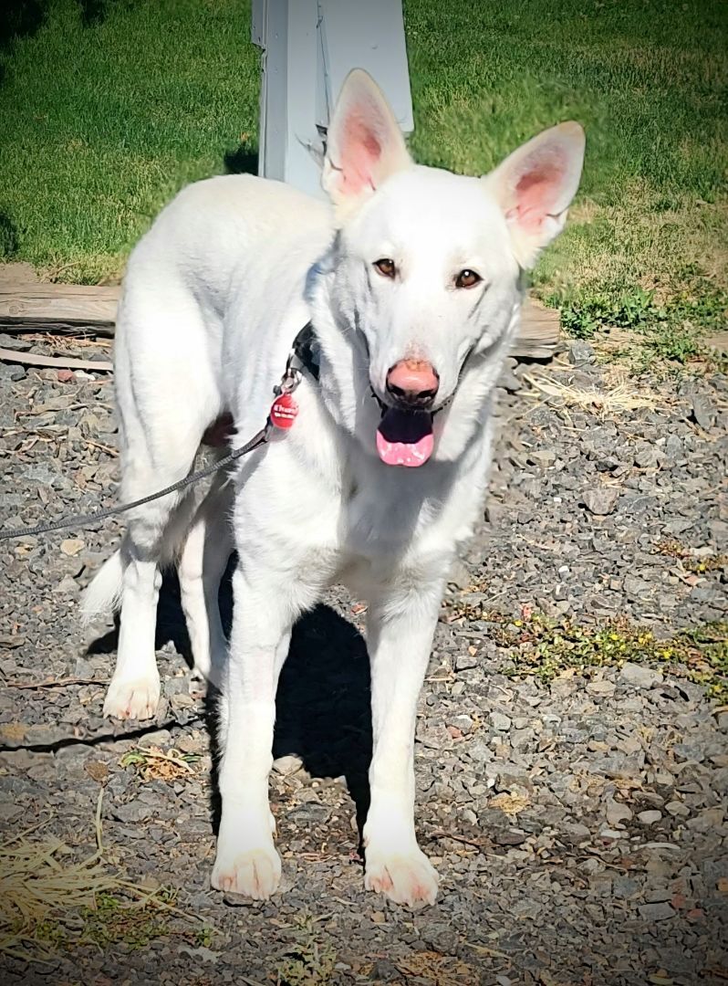 POWDER, an adoptable German Shepherd Dog in Yakima, WA, 98908 | Photo Image 2