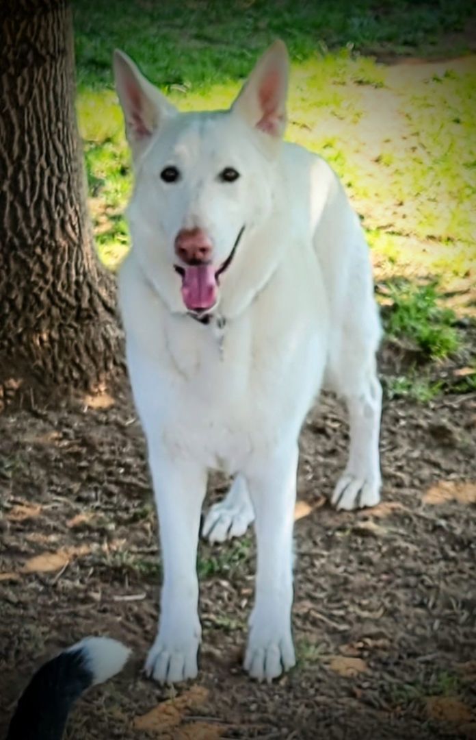 POWDER, an adoptable German Shepherd Dog in Yakima, WA, 98908 | Photo Image 5