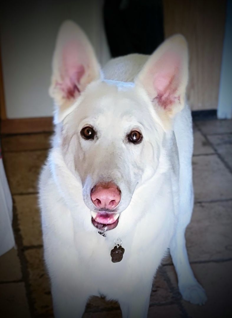 POWDER, an adoptable German Shepherd Dog in Yakima, WA, 98908 | Photo Image 6