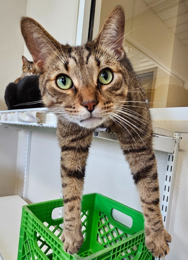 James G, an adoptable Domestic Short Hair in Fremont, OH, 43420 | Photo Image 1