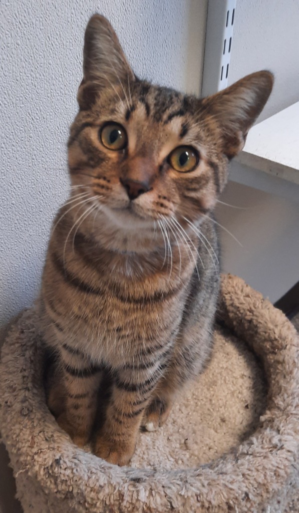 James G, an adoptable Domestic Short Hair in Fremont, OH, 43420 | Photo Image 2