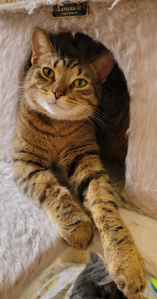 James G, an adoptable Domestic Short Hair in Fremont, OH, 43420 | Photo Image 3