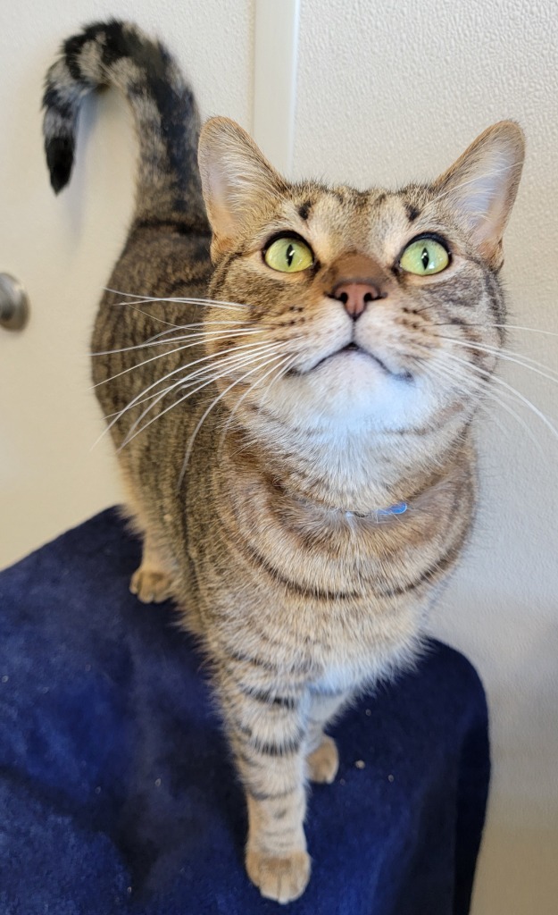 James G, an adoptable Domestic Short Hair in Fremont, OH, 43420 | Photo Image 4