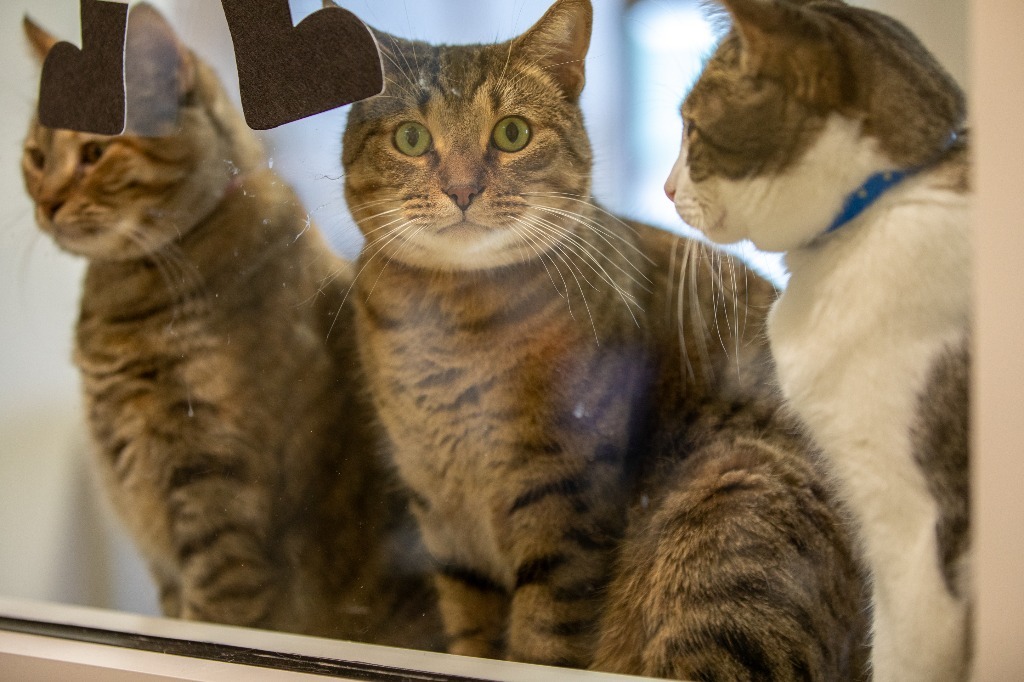 James G, an adoptable Domestic Short Hair in Fremont, OH, 43420 | Photo Image 5