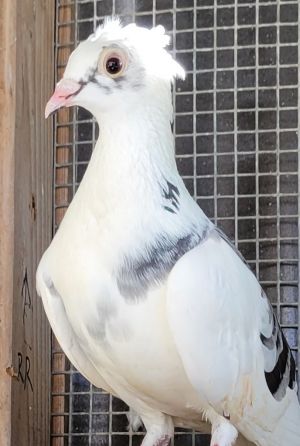 Daisy is a beautiful young pigeon who was rescued from the middle of a busy road by a kind man
