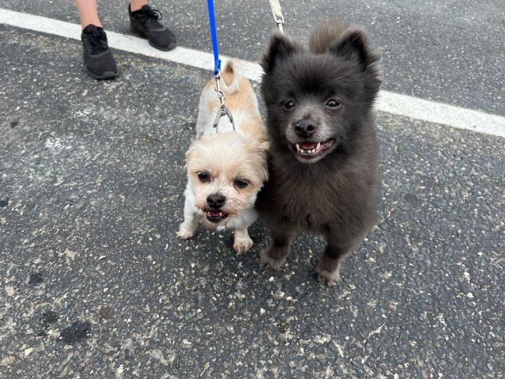 Chanel & Riley (Bonded Pair), an adoptable Pomeranian & Shih Tzu Mix in Medford, NY_image-4