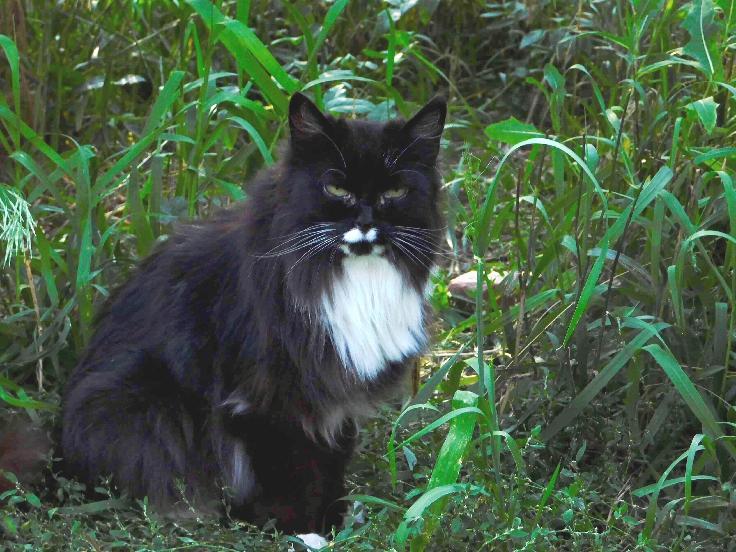 Barn Cats, an adoptable Domestic Short Hair, Tuxedo in Colorado Springs, CO, 80908 | Photo Image 2