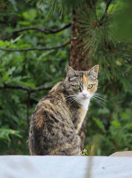 Barn Cats, an adoptable Domestic Short Hair, Tabby in Colorado Springs, CO, 80908 | Photo Image 3