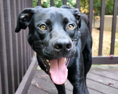 are black labs good family dogs