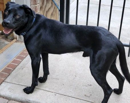 are black labs good family dogs