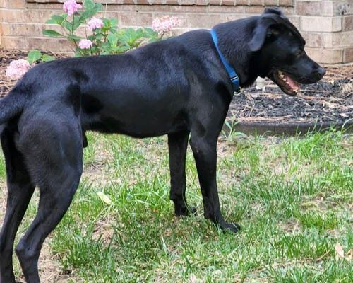 are black labs good family dogs