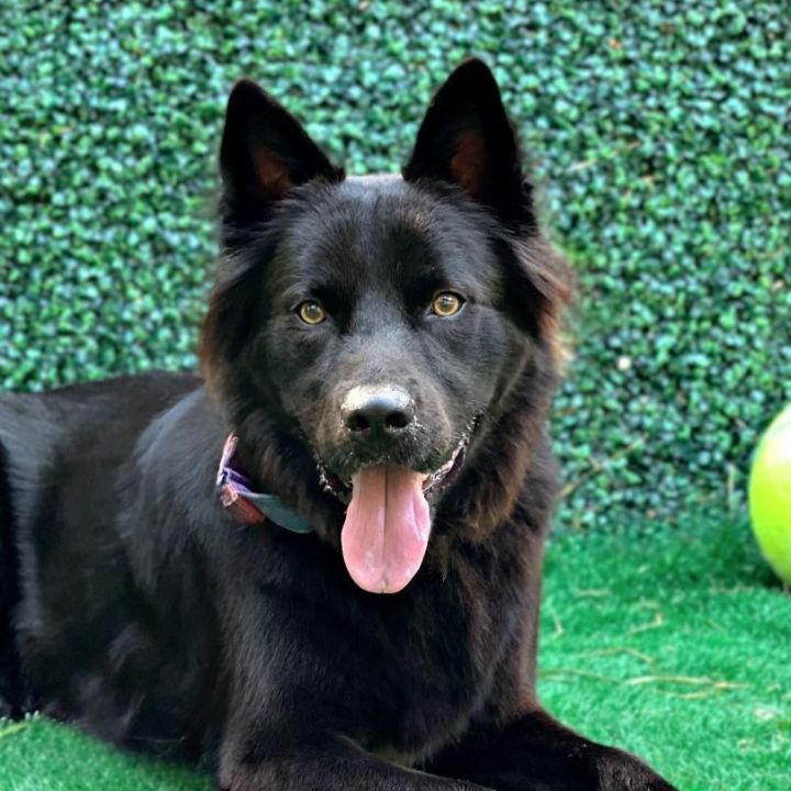 how much should it cost to care for a black norwegian elkhound