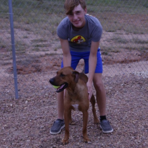 Toby, an adoptable Vizsla, Mixed Breed in Kingman, KS, 67068 | Photo Image 6