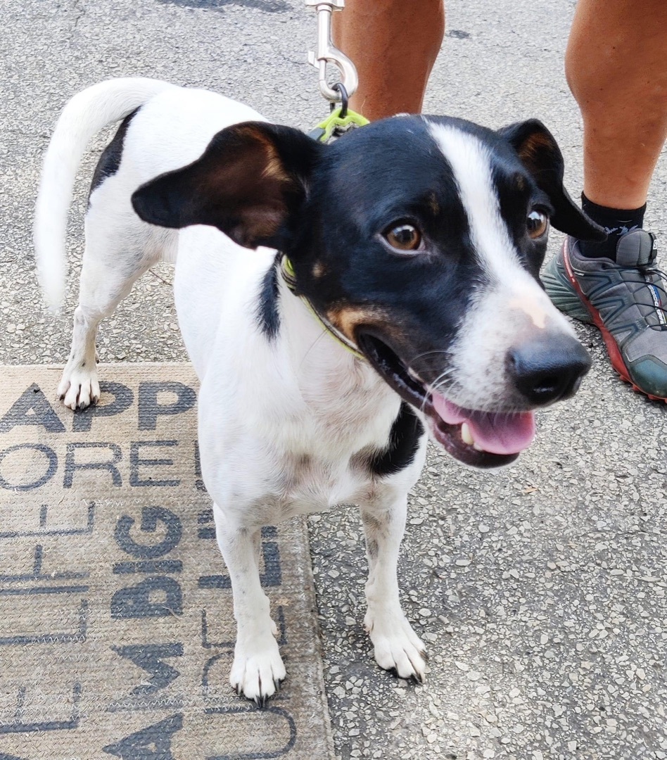Dog for adoption Oreo, a Miniature Pinscher & Jack Russell Terrier