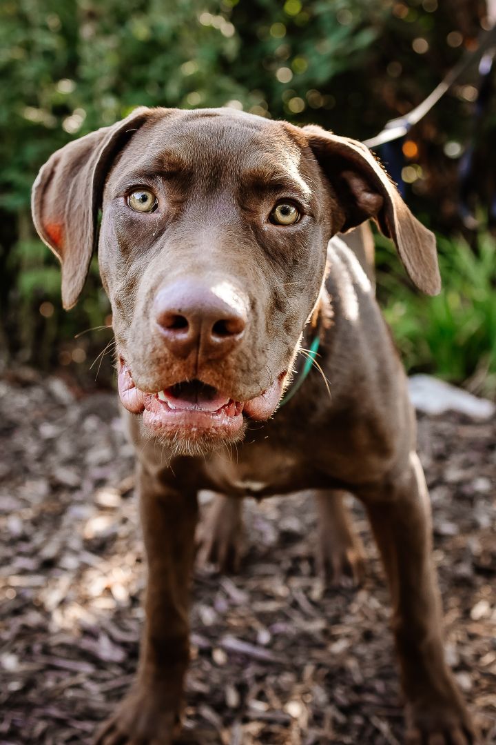 Finley Buddy, an adoptable Chocolate Labrador Retriever Mix in Springfield, MO_image-6
