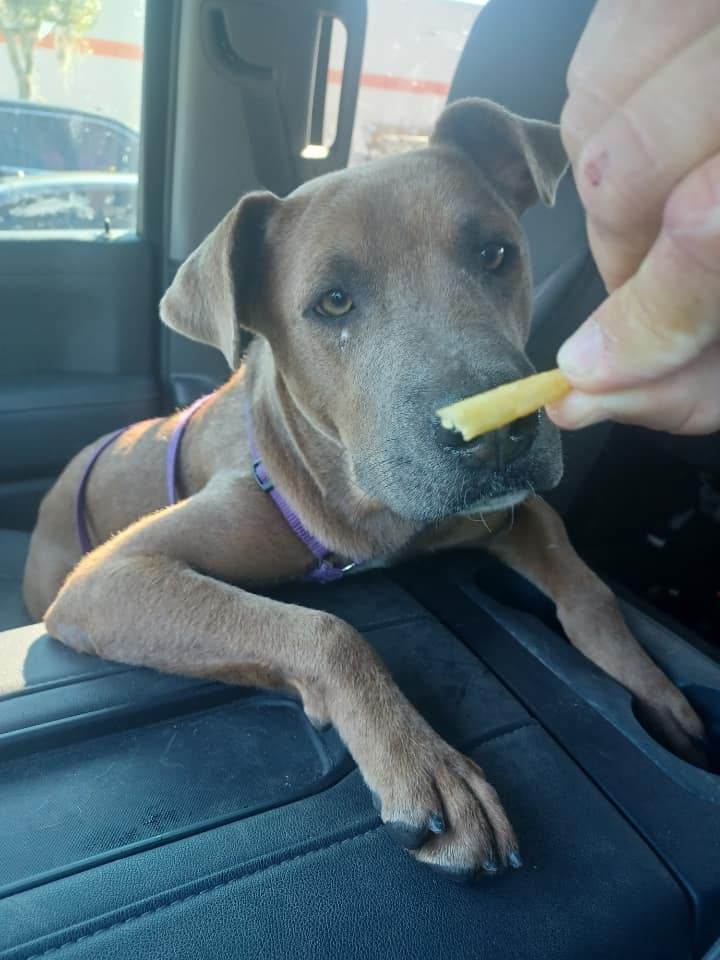 Jasmine, an adoptable Blue Lacy in Lakeland, FL, 33805 | Photo Image 10