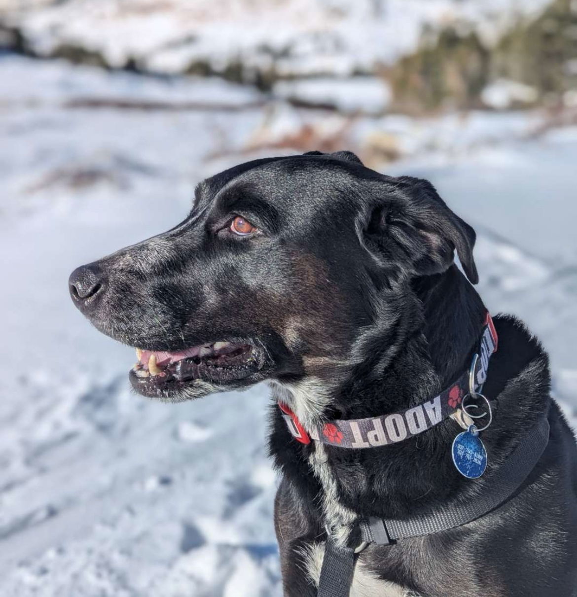 Harley, an adoptable Labrador Retriever, Border Collie in Laramie, WY, 82073 | Photo Image 1