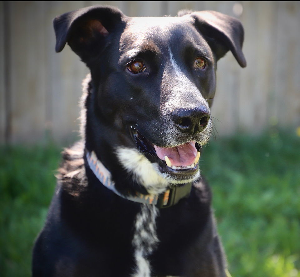 Harley (Please Foster Me!), an adoptable Labrador Retriever, Border Collie in Laramie, WY, 82073 | Photo Image 1