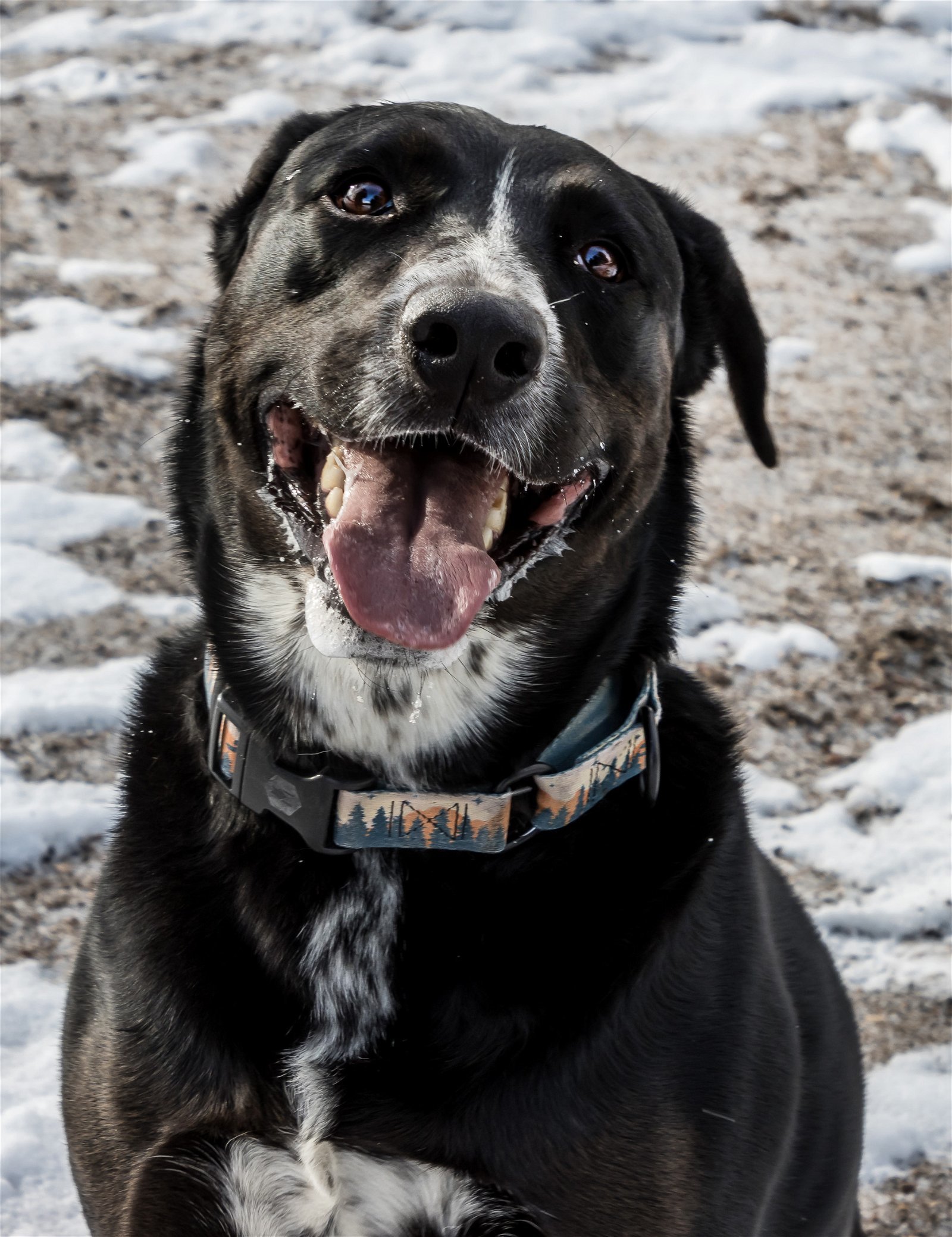Harley, an adoptable Labrador Retriever, Border Collie in Laramie, WY, 82073 | Photo Image 2