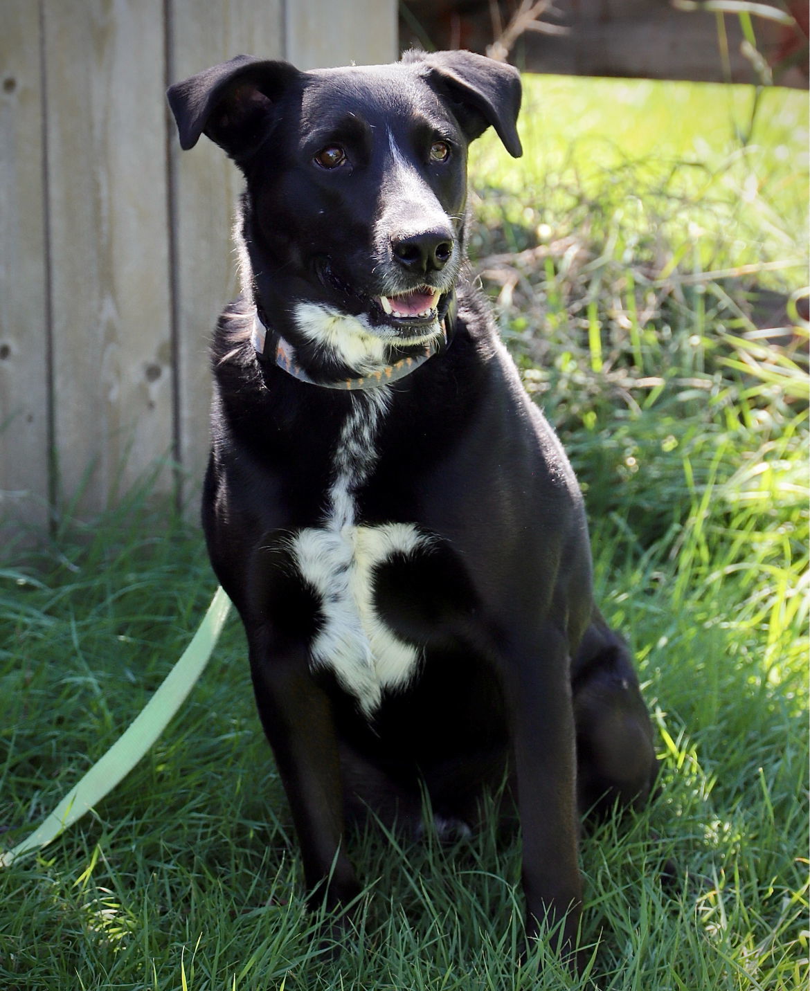 Harley, an adoptable Labrador Retriever, Border Collie in Laramie, WY, 82073 | Photo Image 2