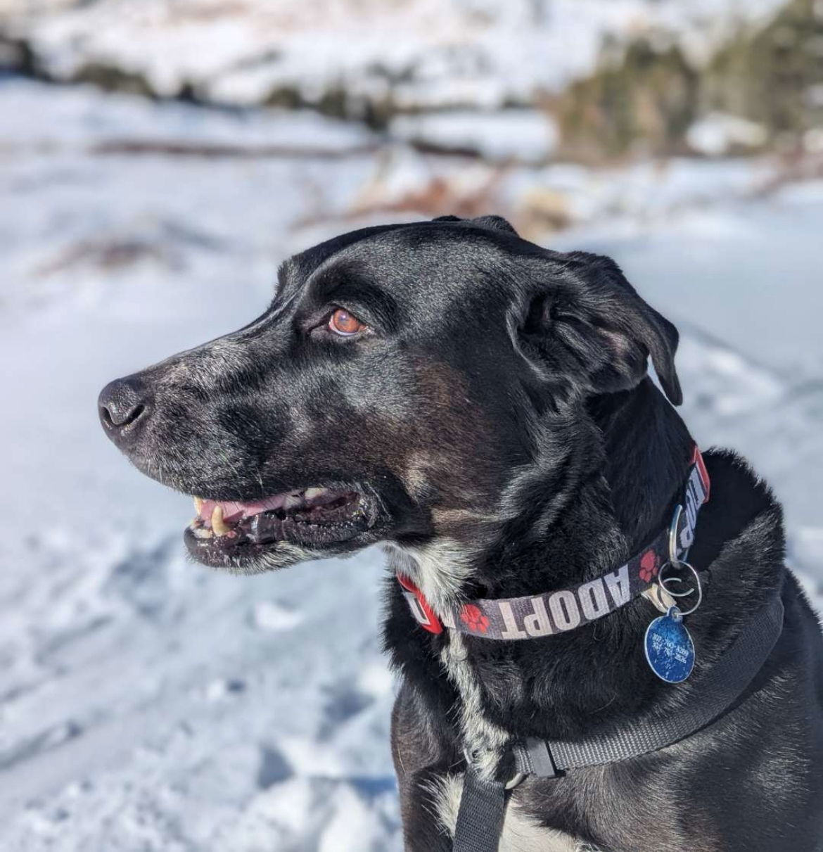Harley, an adoptable Labrador Retriever, Border Collie in Laramie, WY, 82073 | Photo Image 2