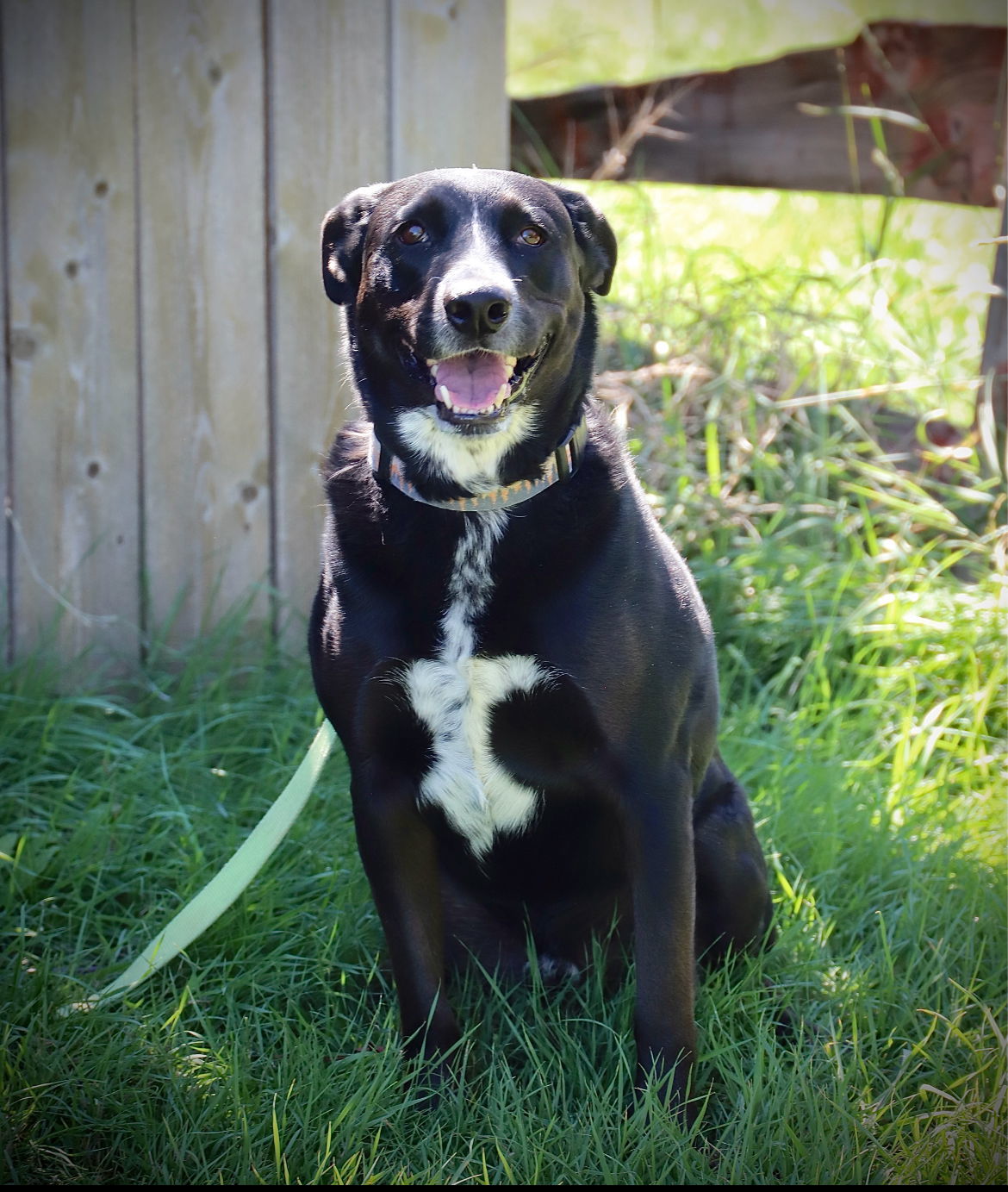 Harley, an adoptable Labrador Retriever, Border Collie in Laramie, WY, 82073 | Photo Image 3