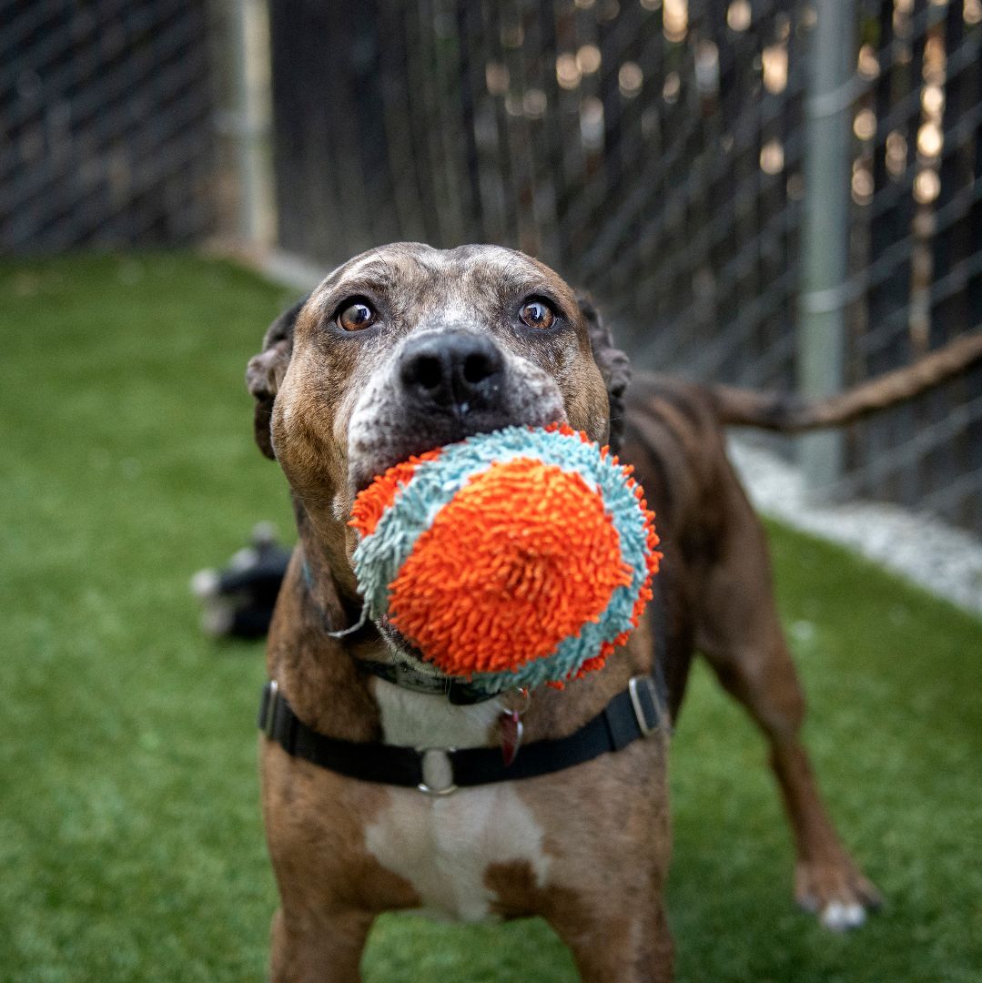 Lonzo, an adoptable Pit Bull Terrier in Seattle, WA, 98116 | Photo Image 2