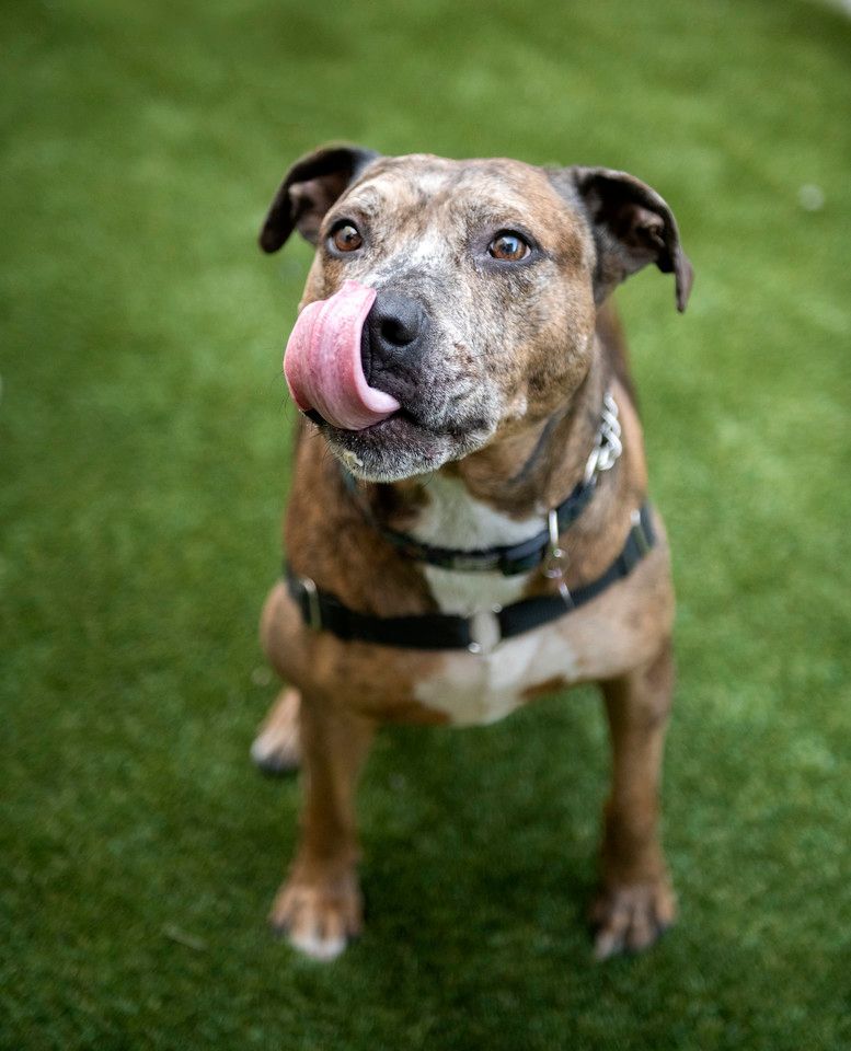 Lonzo, an adoptable Pit Bull Terrier in Seattle, WA, 98116 | Photo Image 3