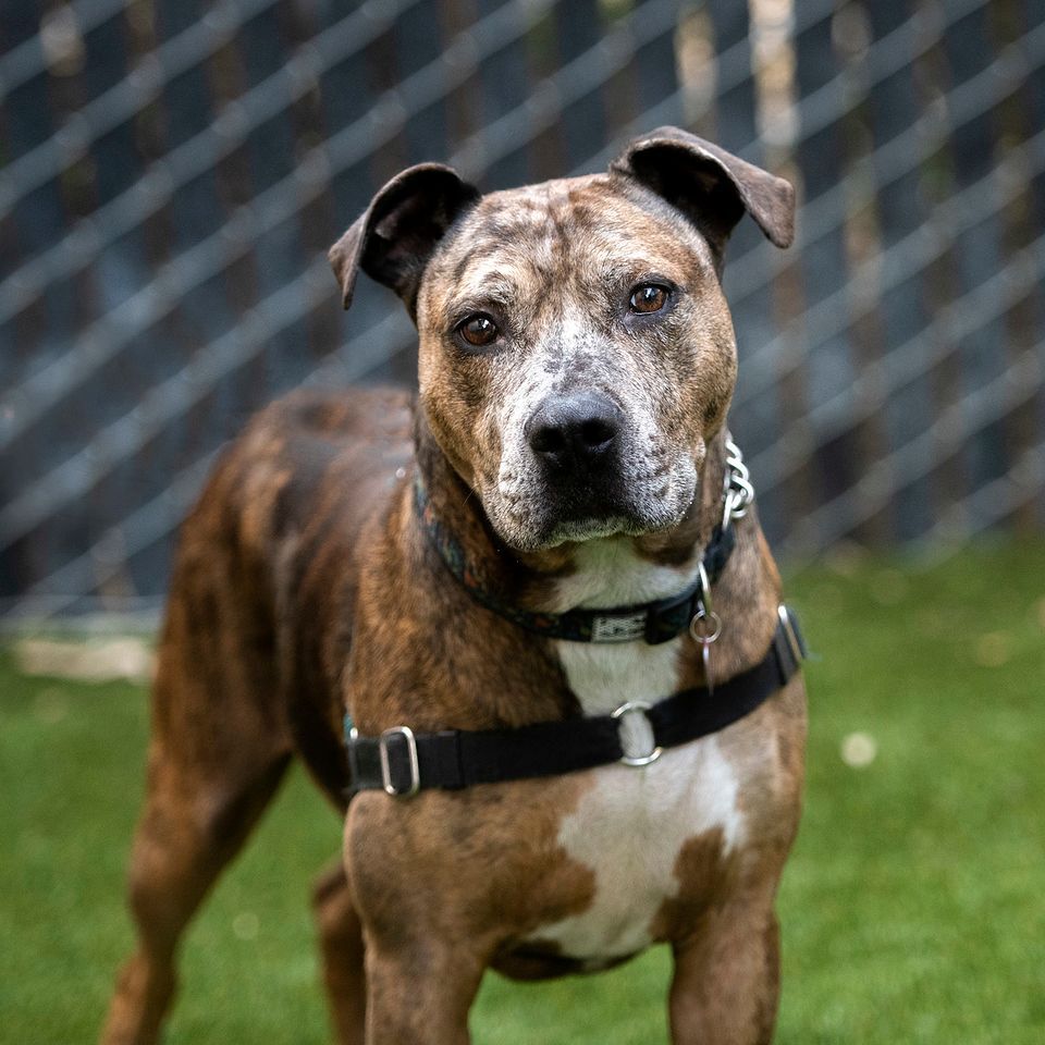 Lonzo, an adoptable Pit Bull Terrier in Seattle, WA, 98116 | Photo Image 5