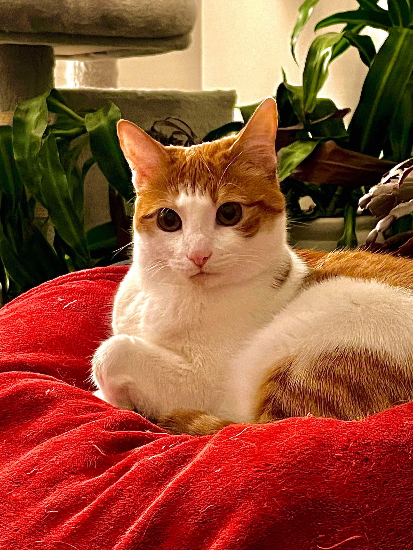 WALL-E, an adoptable Domestic Short Hair in Roxboro, NC, 27573 | Photo Image 1