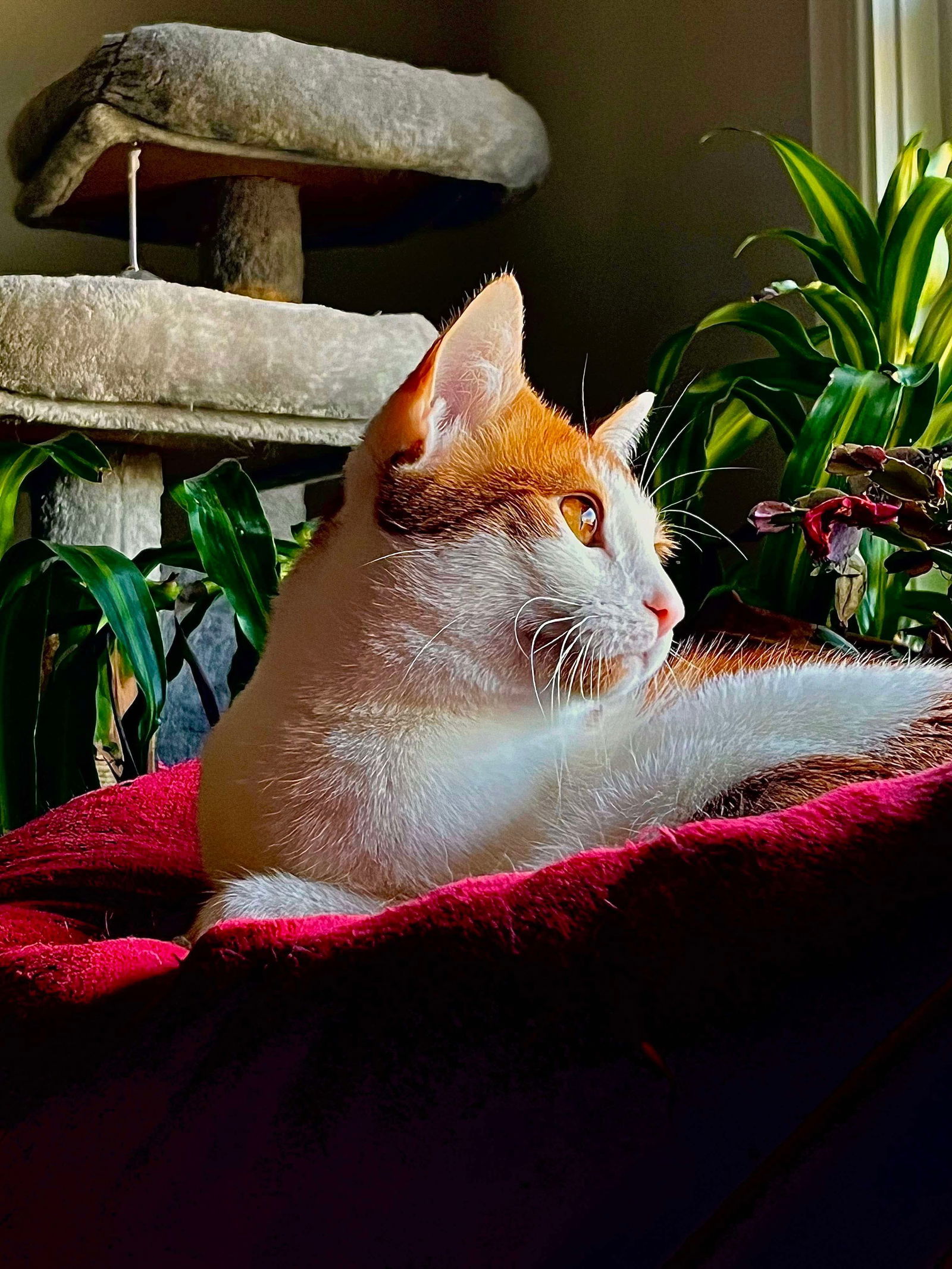 WALL-E, an adoptable Domestic Short Hair in Roxboro, NC, 27573 | Photo Image 2